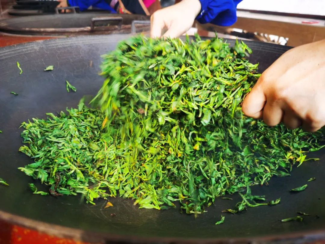 2.六堡茶制作(炒青).jpg 新葡京在线官网