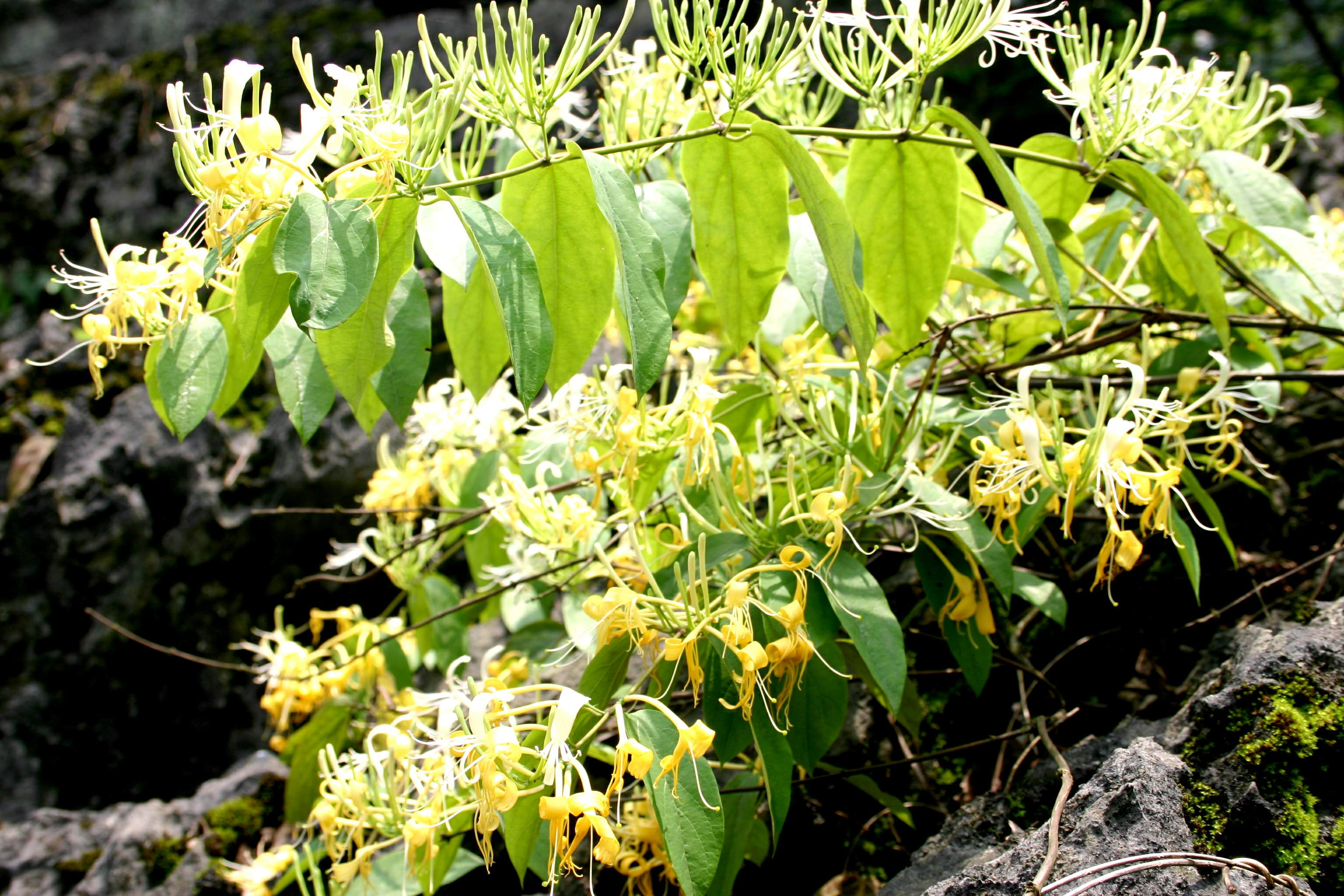 图片1.png 新葡京在线官网